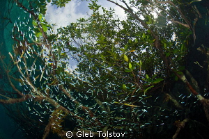 Mangrove forest by Gleb Tolstov 
